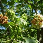 Dombeya ciliata Máis