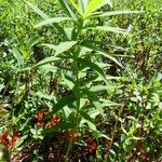 Polygonatum verticillatum Deilen