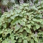 Plectranthus fruticosus Habitus