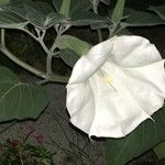 Datura innoxia Çiçek
