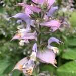 Salvia sclareaFlower