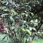 Diospyros whyteana Leaf