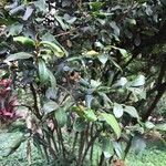 Diospyros whyteana Hoja