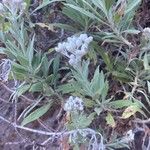 Helichrysum melaleucum Blüte