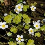 Ranunculus penicillatus Habit