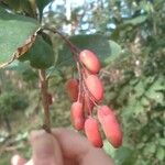 Berberis vulgarisFruit