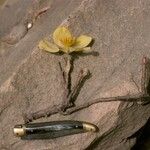 Cochlospermum tinctorium Květ