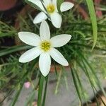 Zephyranthes candidaLorea