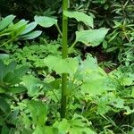 Cardiocrinum giganteum Folha