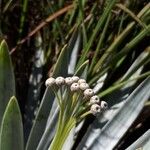Paepalanthus bromelioides Flor