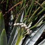 Paepalanthus bromelioides