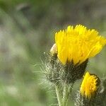Pilosella ziziana Lorea