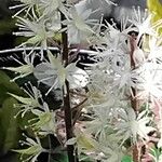 Tiarella cordifolia 花