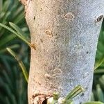 Abies nordmanniana Rusca