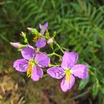 Rhexia virginica 花