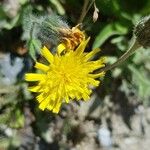 Hieracium villosum Flower