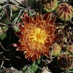 Ferocactus wislizeni Flor