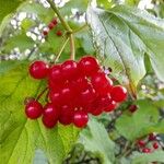 Viburnum opulus Fruto