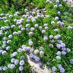 Globularia cordifoliaFlower