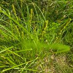 Carex vulpinoidea Fruto