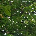 Guazuma ulmifolia 果實