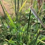 Phleum pratense 葉