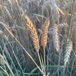 Triticum aestivum Fruit