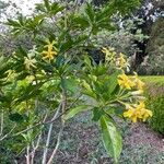 Hymenosporum flavum Λουλούδι