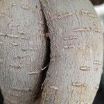 Ficus microcarpa Bark