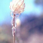 Catananche caeruleaFruit