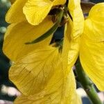 Senna didymobotrya Fruit