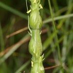 Aegilops ventricosa Fruit