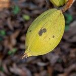 Carya illinoinensis 果実