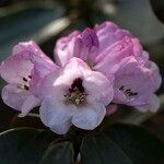 Rhododendron campanulatum Blodyn