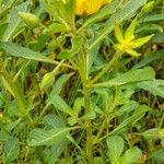 Ludwigia peploides Libunga