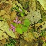 Polygala paucifolia Çiçek