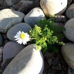 Tripleurospermum maritimum Habitus