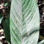 Goeppertia eichleri Leaf