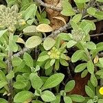 Alyssum montanum Folio