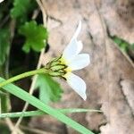 Leucanthemum ircutianum Квітка