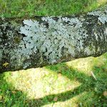 Betula pendula خشب