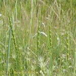Aegilops ventricosa Libunga