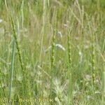 Aegilops ventricosa Хабит