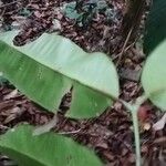 Picralima nitida Hoja