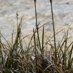 Carex rupestris Pokrój