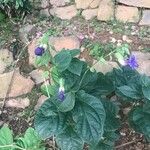 Thunbergia battiscombei Fleur