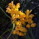 Senna crassiramea Flor