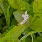 Lindernia dubia Flower