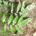 Adiantum vogelii Leaf