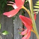 Hesperantha coccinea 花